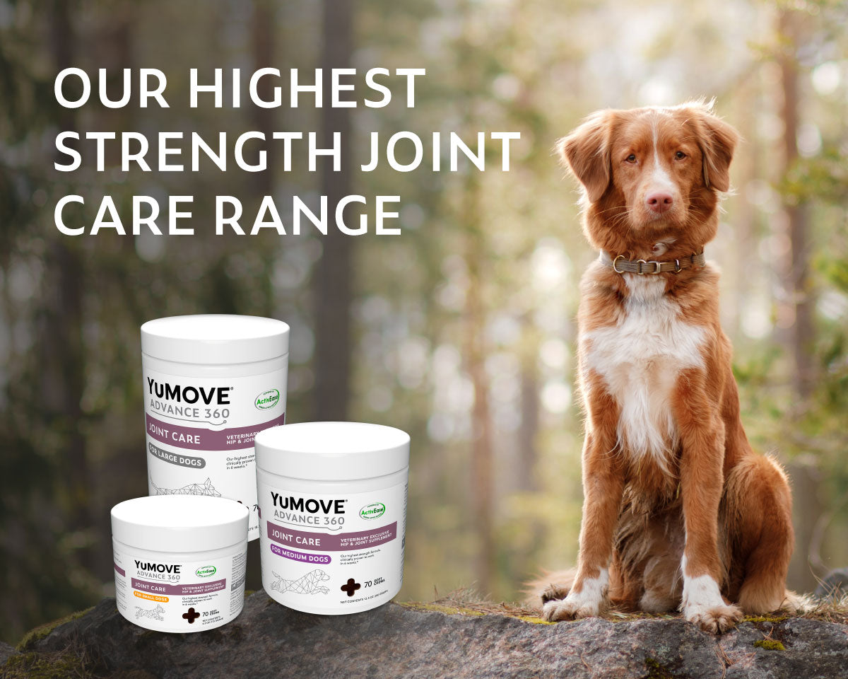 Yumove pets best sale at home